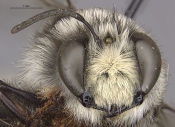 Media type: image;   Entomology 15667 Aspect: head frontal view